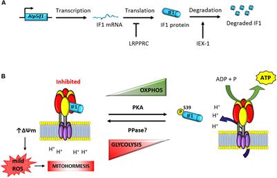 A Review of the Inhibition of the Mitochondrial ATP Synthase by IF1 in vivo: Reprogramming Energy Metabolism and Inducing Mitohormesis